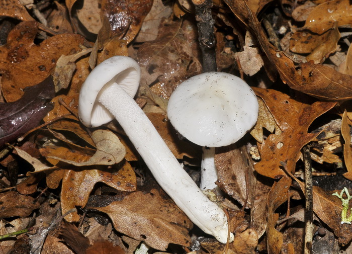 Hygrophorus eburneus ?